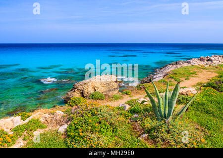 Plantes tropicales sur la côte de la mer de l'île de Majorque, près de Cala Ratjada, Espagne Banque D'Images