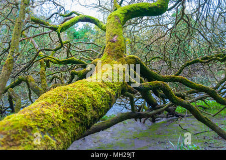Effrayant à couvert de mousse verte et jaune arbre tombé à tronc et branches à Rivers Edge dans Garries Park à Gatehouse of Fleet, Ecosse, Royaume-Uni Banque D'Images