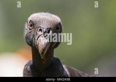 Tete D Un Bebe Vautour Photo Stock Alamy