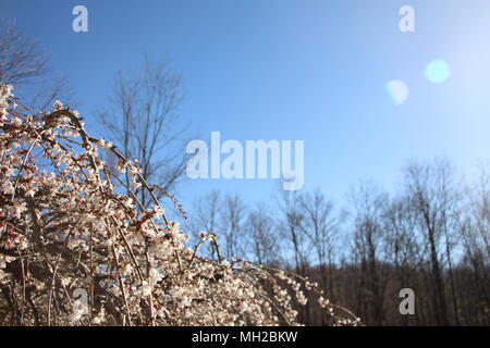 Cerisier pleureur dans la lumière du soleil sur un beau jour de printemps. Banque D'Images