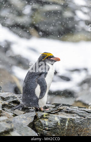 Macaroni penguin sur les pierres dans l'Antarctique Banque D'Images