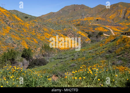 Super bloom sur les collines de la Californie Canyon Wlaker Banque D'Images