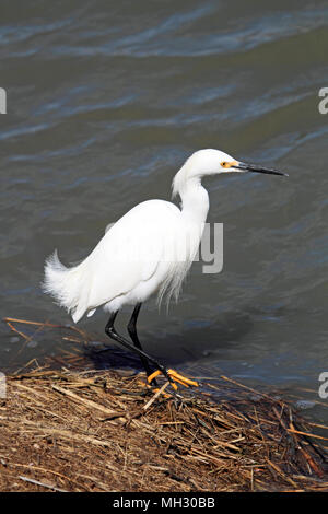 Aigrette neigeuse Egretta thula,, à l'Edwin B Forsythe National Wildlife Refuge, New Jersey, USA Banque D'Images