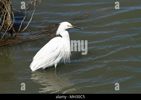 Aigrette neigeuse Egretta thula,, à l'Edwin B. Forsythe National Wildlife Refuge, New Jersey, USA Banque D'Images