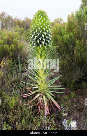 Groundsel sur le mont Kilimandjaro Banque D'Images