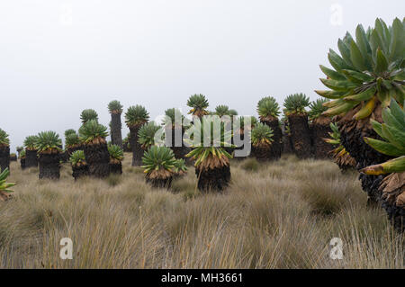 Groundsel sur le mont Kilimandjaro Banque D'Images