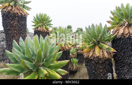 Groundsel sur le mont Kilimandjaro Banque D'Images