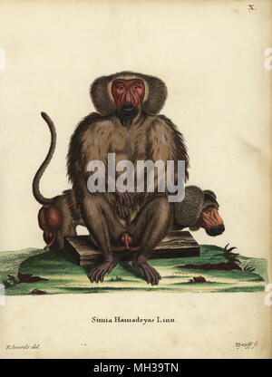 Hamadryas Papio hamadryas baboon,. Simia hamadryas Linn. La gravure sur cuivre coloriée par Tyroff après une illustration par George Edwards de Johann Christian Daniel Schreber's Illustrations d'animaux après la Nature, ou de Schreber animaux fantastiques, Erlangen, Allemagne, 1775. Banque D'Images