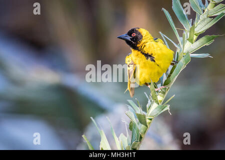 Village de sexe masculin (Ploceus cucullatus) weaver perché sur branche d'arbre, Hwange, Zimbabwe Banque D'Images