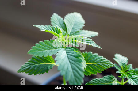 Les jeunes plantes en pot plante de chanvre close up Banque D'Images