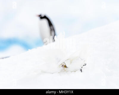 Deux Harfang Chionis (Chionis albus) sur la neige Banque D'Images