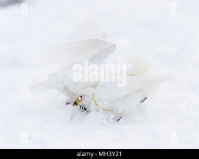 Deux Harfang Chionis (Chionis albus) sur la neige Banque D'Images