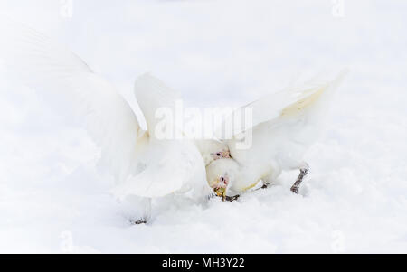 Deux Harfang Chionis (Chionis albus) sur la neige Banque D'Images