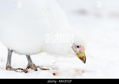 Sheathbill neigeux close up (Chionis albus) Banque D'Images