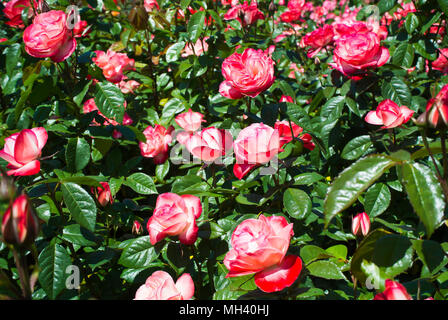 'Coretta Scott King' Roses en pleine floraison Banque D'Images