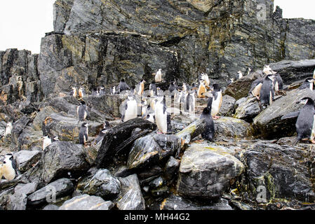 Les pingouins sur l'île de l'éléphant Banque D'Images