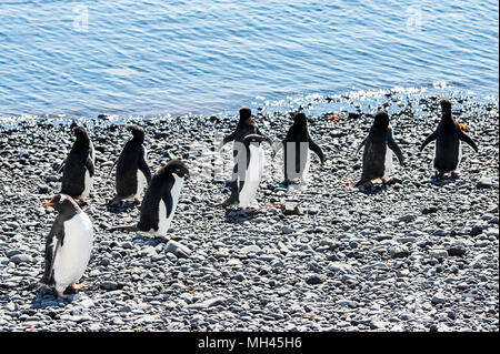 Groupe de manchots adélies, sur la côte de l'océan Banque D'Images