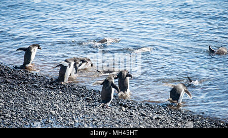 Groupe de manchots adélies, sur la côte de l'océan Banque D'Images