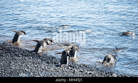 Groupe de manchots adélies, sur la côte de l'océan Banque D'Images