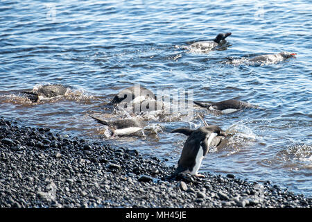 Groupe de manchots adélies, sur la côte de l'océan Banque D'Images
