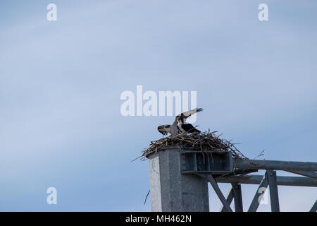 Paire de nidification du Balbuzard pêcheur en haut d'un viaduc signe. Balbuzard pêcheur (Pandion haliaerus) également appelé Sea Hawk, rivière hawk hawk est un poisson et poissons diurnes- Banque D'Images