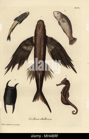 Les poissons volants, Exocoetus volitans 1, suckerfish, Remora remora 2, barramundi, Lates calcarifer, échelle 3, 4, 5 espèces d'hippocampes Hippocampus. La gravure sur cuivre coloriée après une illustration par Christian Leinberger de Georg Wolfgang Knorr's Deliciae Naturae Selectae de Kabinet van Zeldzaamheden der Natuur, Blusse et Fils, Nuremberg, 1771. Des spécimens provenant d'un cabinet de curiosités ou Wunderkammer administré par P.L. Muller. Banque D'Images