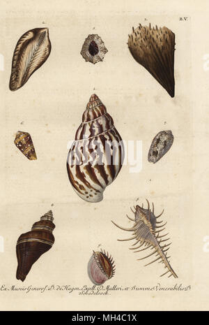 Buccin Buccinum undatum, 1, l'arche de Noé, Arca Deutschland noae 2, noble pen shell, Pinna nobilis 3 Tusus brevis, 4, Caltrop, murex Murex tribulus 5, l'amiral cone, Conus admiralis 6, la volute, Voluta arenata patelle Patella, 7, 8, et élégant vulgata Vénus clam, Chemikal Underground dione 9. La gravure sur cuivre coloriée par Georg Wolfgang Knorr de son Deliciae Naturae Selectae de Kabinet van Zeldzaamheden der Natuur, Blusse et Fils, Nuremberg, 1771. Les spécimens d'une Wunderkammer ou cabinet de curiosités de D. de Hagen, P.L. Muller et H Schadeloock. Banque D'Images