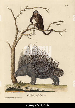 Espèce de singe barbu brésilien et porc-épics, Hystrix cristata. Le petit marmot siflant du Bresil, Cercopithecus barbatus, un porc epic d'Afrique). La gravure sur cuivre coloriée après une illustration de la nature de Christian Leinberger de Georg Wolfgang Knorr's Deliciae Naturae Selectae de Kabinet van Zeldzaamheden der Natuur, Blusse et Fils, Nuremberg, 1771. Des spécimens provenant d'un cabinet de curiosités ou Wunderkammer administré par P.L. Muller. Banque D'Images