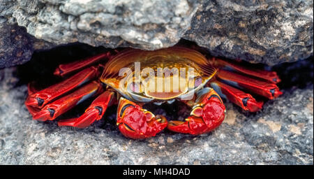 Aux couleurs vives, d'un crabe Sally Lightfoot (Grapsus grapsus) se cache dans une crevasse dans la roche sur l'île James dans les îles Galapagos (Archipiélago de Colón), une province de l'Équateur dans l'océan Pacifique au large de la côte ouest de l'Amérique du Sud. L'insaisissable crustacé est parmi les nombreuses espèces d'animaux sauvages qui ont été protégés depuis 1959 avec la création du Parc National des Galapagos et la Fondation Charles Darwin. Darwin est le naturaliste anglais qui a fait le célèbre Galapagos après qu'il a formulé sa théorie de l'évolution fondée sur sa visite à ses 20 îles volcaniques en 1835. Banque D'Images