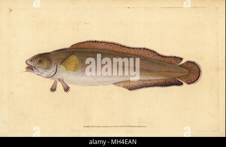 Le Brosme brosme (Brosme brosme) ou (Brosme ou Scotch torsk, Gadus brosme). Dessiné et gravé sur cuivre coloriée par Edward Donovan de son histoire naturelle de British Fishes, Donovan et C.F. et J. Rivington, Londres, 1802-1808. Banque D'Images