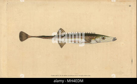 L'épinoche, mer Spinachia spinachia (quinze épines épines, Gasterosteus spinachia). Dessiné et gravé sur cuivre coloriée par Edward Donovan de son histoire naturelle de British Fishes, Donovan et C.F. et J. Rivington, Londres, 1802-1808. Banque D'Images