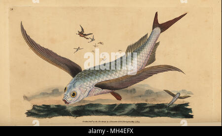 Deux Tropical-wing flyingfish ou conjoint de poissons volants, Exocoetus volitans. Dessiné et gravé sur cuivre coloriée par Edward Donovan de son histoire naturelle de British Fishes, Donovan et C.F. et J. Rivington, Londres, 1802-1808. Banque D'Images