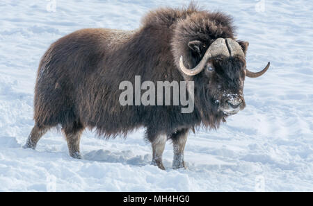 Muskok posant dans la neige sur une journée ensoleillée de Décembre Banque D'Images