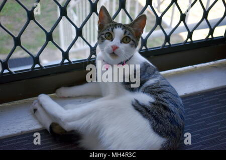 Furby chat tigré. Banque D'Images