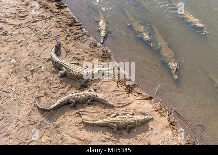 Les crocodiles dangereux baignade en rivière Banque D'Images
