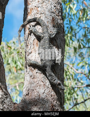 Lace Monitor ou dentelle Goanna (Varanus varius), Davies Creek National Park, Far North Queensland, Queensland, Australie, FNQ Banque D'Images