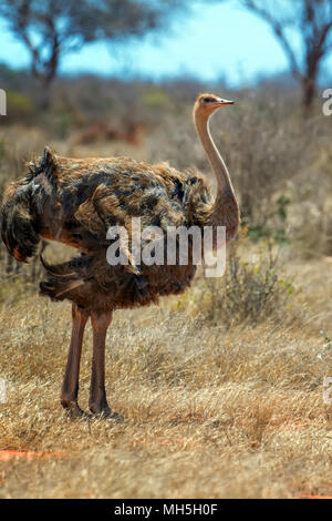 Autruche d'Afrique de femelle (Struthio camelus) dans la réserve nationale du Kenya Banque D'Images