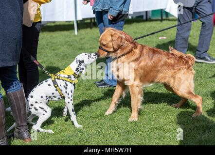 Edinburgh, Royaume-Uni. 30 avril 2018. Les politiciens et leurs chiens canine et de manifester leur volonté politique de voir qui de l'Ecosse plus "pawfect politique des chats est nommé chien Holyrood de l'année. L'événement, organisé par les deux plus grandes organisations de protection canine au Royaume-Uni, le Kennel Club et les chiens la confiance, attire l'attention sur les questions concernant le meilleur ami de l'homme aujourd'hui et met en lumière les relations uniques entre les MSP et leurs chiens. Crédit photo : : Riche de Dyson/Alamy Live News Banque D'Images