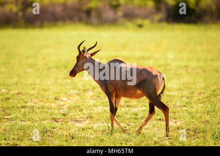 Dans l'antilope de Moremi (rivière Okavango Delta), National Park, Botswana Banque D'Images