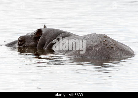 Hippopotame, dans le Moremi (Delta Okavango), National Park, Botswana Banque D'Images