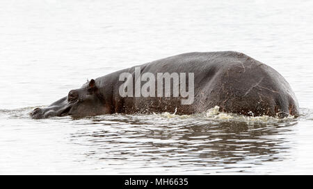 Hippopotame, dans le Moremi (Delta Okavango), National Park, Botswana Banque D'Images