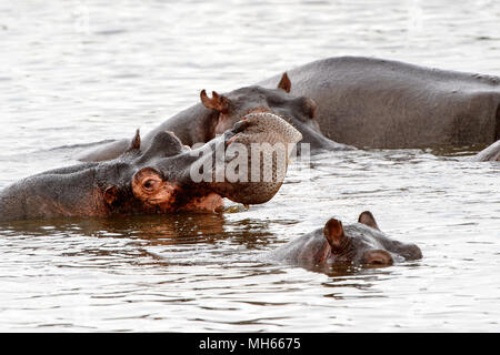 Hippopotame, dans le Moremi (Delta Okavango), National Park, Botswana Banque D'Images