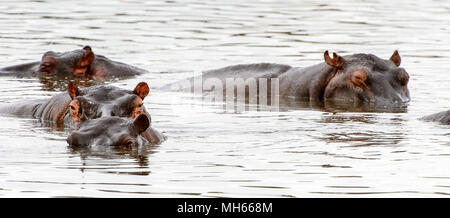 Hippopotame, dans le Moremi (Delta Okavango), National Park, Botswana Banque D'Images