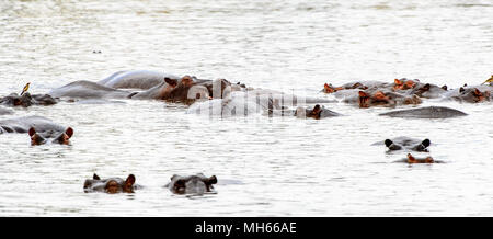 Hippopotame, dans le Moremi (Delta Okavango), National Park, Botswana Banque D'Images