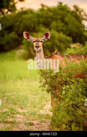 Deer ressemble à l'appareil photo dans la Moremi (rivière Okavango Delta), National Park, Botswana Banque D'Images