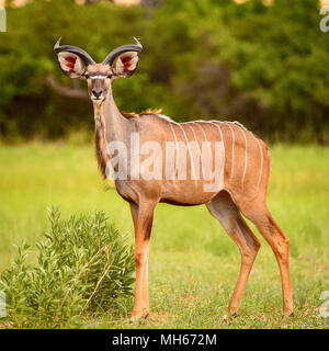 Deer ressemble à l'appareil photo dans la Moremi (rivière Okavango Delta), National Park, Botswana Banque D'Images