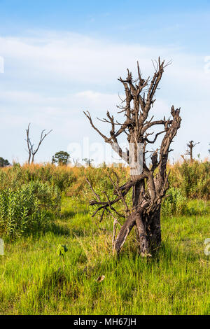 Tree à l'Okavango Delta Okavango (Prairies), l'une des sept merveilles naturelles de l'Afrique, Botswana Banque D'Images