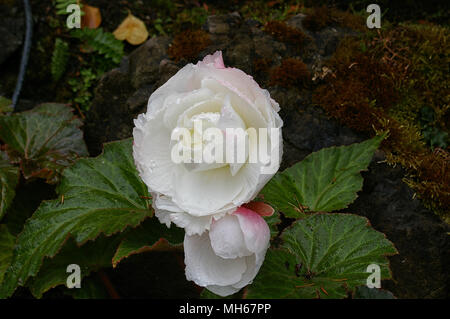 Close up of White Peony Flower de Butchart Gardens Banque D'Images