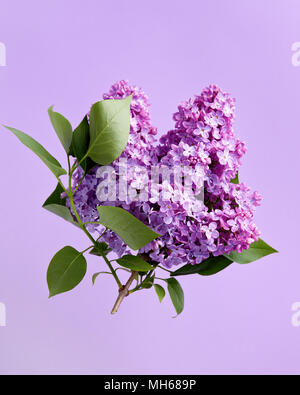 Le lilas fleurs sur fond violet. Banque D'Images