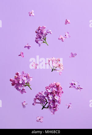 Le lilas fleurs sur fond violet. Banque D'Images